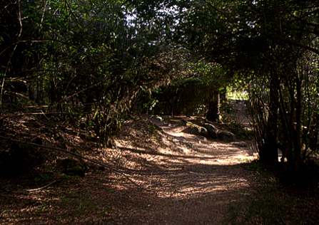 Cueva formada por el bosque en El Bolson